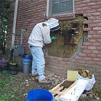 Di dời tổ ong mật 35.000 con trong tường nhà dân Mỹ
