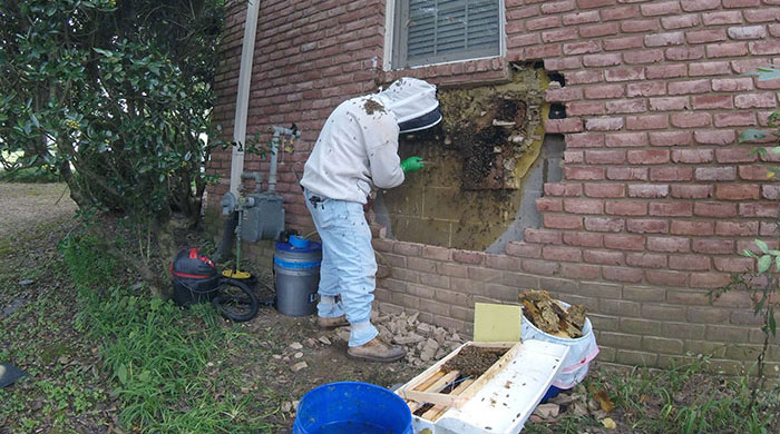 Di dời tổ ong mật 35.000 con trong tường nhà dân Mỹ