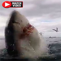 Cận cảnh cá mập trắng tấn công điên cuồng khiến du khách hãi hùng