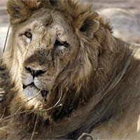 Sư tử châu Á sắp tuyệt chủng vì đại dịch từ chó hoang