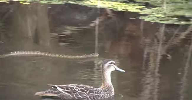 Đàn vịt đuổi rắn hổ độc xâm phạm lãnh thổ