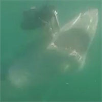 Đớp trượt mồi, cá mập trắng bất ngờ quay sang “ăn thịt” đồng loại