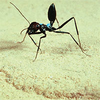 Loài kiến kỳ lạ nhất sa mạc: Biết giải toán lượng giác nhưng quên luôn đường về nếu thấy đồ ăn