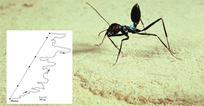 Loài kiến kỳ lạ nhất sa mạc: Biết giải toán lượng giác nhưng quên luôn đường về nếu thấy đồ ăn