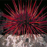 Khám phá choáng loài nhím biển đỏ rực, sống thọ nhất Trái đất