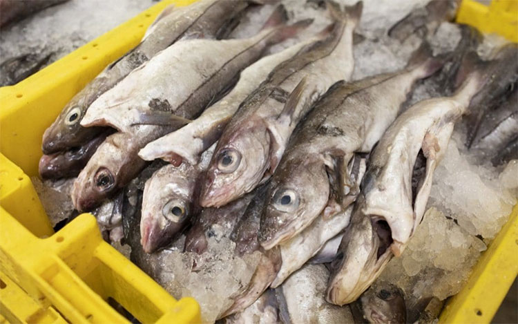 Mối nguy hiểm đến từ việc cá bị câu rồi được thả ra