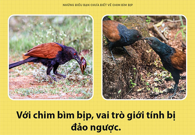 Chim bìm bịp - loài chim có thể giữ nhà thay chó