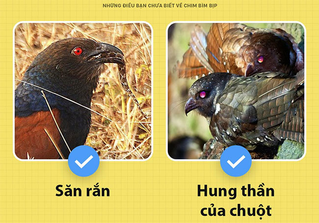 Chim bìm bịp - loài chim có thể giữ nhà thay chó