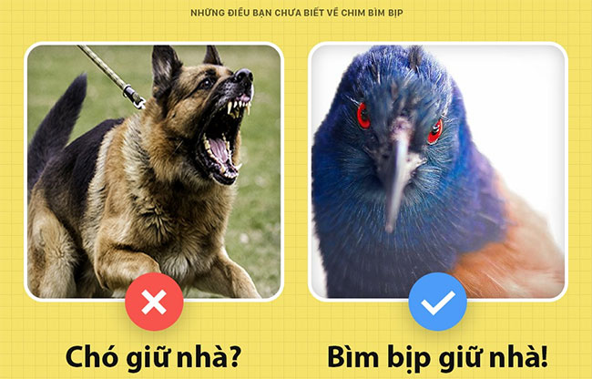 Chim bìm bịp - loài chim có thể giữ nhà thay chó