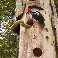 Video: Trận chiến kịch liệt giữa rắn và chim gõ kiến