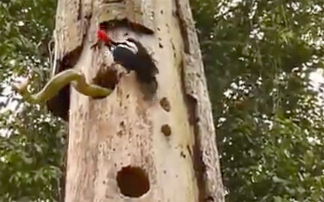 Chim gõ kiến mổ tới tấp vào rắn