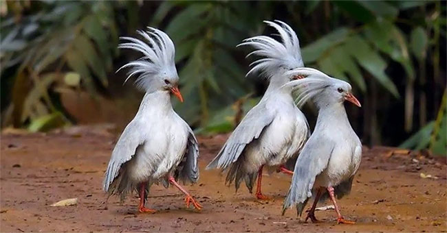 Loài chim được mệnh danh “ma rừng”, có mào “độc đắc“ - KhoaHoc.tv