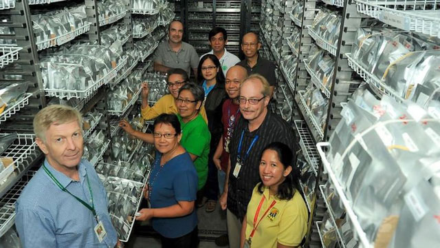 Lúa được bảo tồn an toàn ở ngân hàng gene Philippines