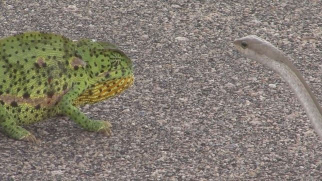 Rắn Mamba đen đối mặt với tắc kè hoa