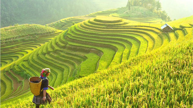 Lúa được bảo tồn an toàn ở ngân hàng gene Philippines