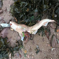Hình ảnh đau lòng nữa về ô nhiễm rác nhựa: Cá mập chết khi đang ngậm vỏ chai nước
