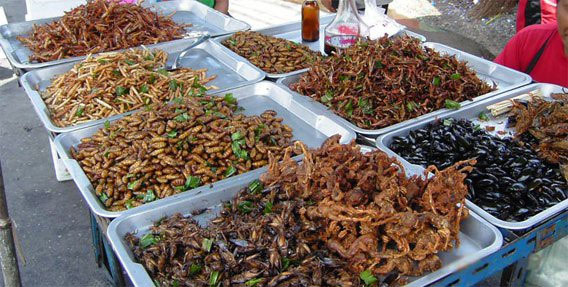 Bạn nghĩ sao nếu ăn một chiếc bánh mì được làm từ gián?