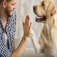 Nghiên cứu mới: Vì sao chó có thể hiểu tiếng người?