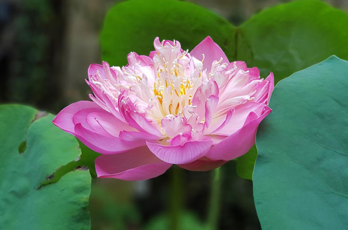 6 loại hoa tốt cho sức khỏe nên trồng trong sân nhà