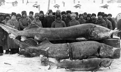 Bức ảnh lịch sử ngư dân ở khu vực sông Volga, Nga chụp ảnh bên những "thủy quái" mà họ đánh bắt được năm 1924
