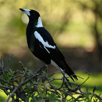 Loại chim làm khổ sở người Australia khi mùa xuân đến