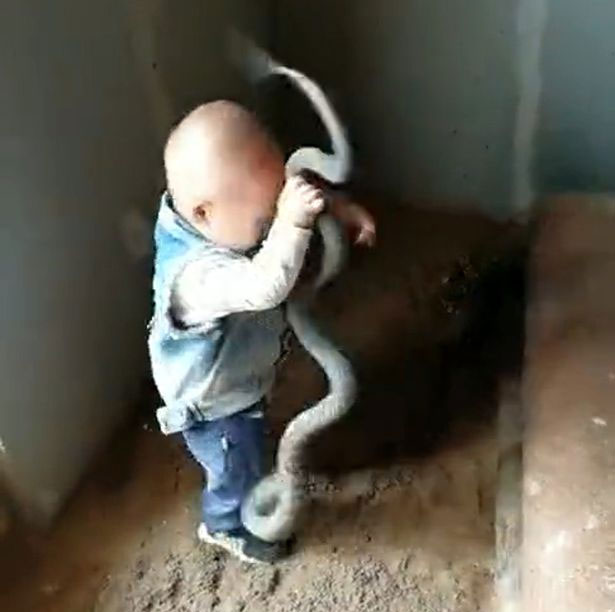 Bé trai cầm rắn như đồ chơi.