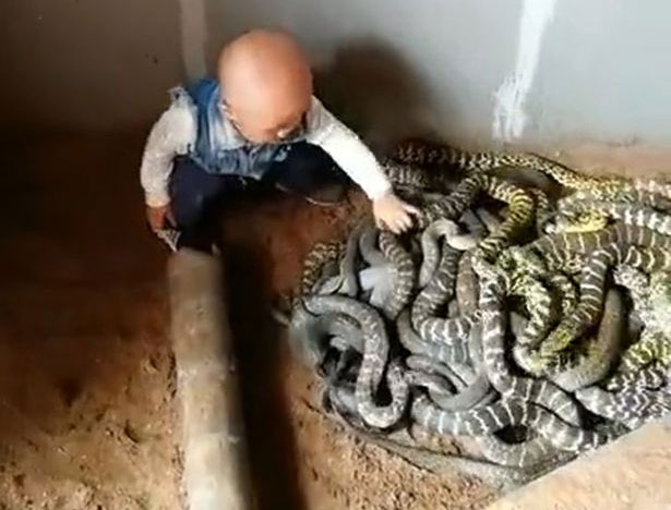 Bé trai lôi từng con rắn đang cuộn mình ra ngoài.