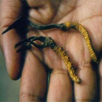 Đông trùng hạ thảo Himalaya nguy cơ tuyệt chủng