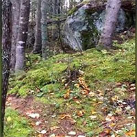 Lạ lùng hiện tượng “rừng biết thở” ở Canada