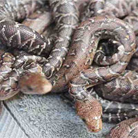 Nhiều thú vị về loài rắn Cuba săn mồi theo bầy