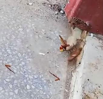 Trận chiến tí hon giữa gián và ong bắp cày cùng cái kết bất ngờ
