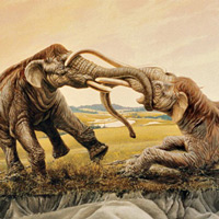 Cách đây 12.000 năm, có hai con voi ma mút giao tranh đến cuốn cả ngà vào nhau, xong chết vì đói