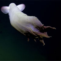 Cận cảnh bạch tuộc "ma" siêu hiếm gặp dưới đáy biển sâu