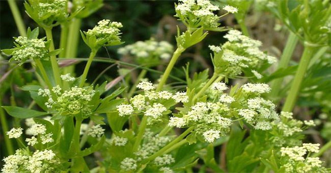 Sự thật ít ai ngờ về cây cần tây: Bổ dưỡng nhưng lại là loài hoa... tang tóc xưa kia