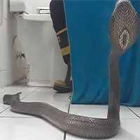 Mẹo đối phó rắn hổ mang chúa tấn công trong phòng tắm