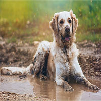Lý do lông chó có mùi hôi khi dính nước