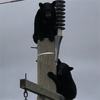 Cặp gấu đen ngủ quên trên cột điện cao 14 mét