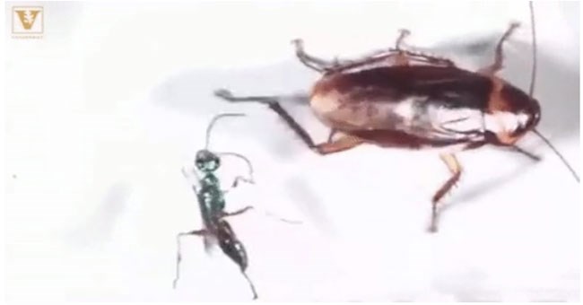 Xem cảnh gián "sút karate" vào mặt ong để không bị biến thành phận "zombie"