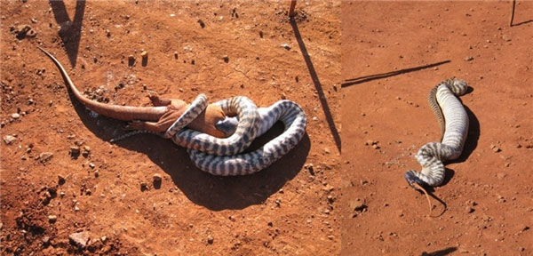 Nếu đã lỡ sợ rắn thì đừng bao giờ đến Australia