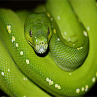 Nếu đã lỡ sợ rắn thì đừng bao giờ đến Australia