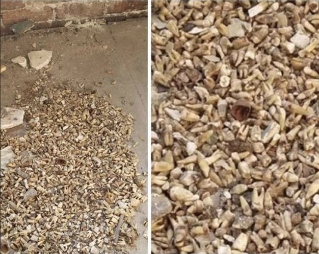 Phát hiện 1.000 răng người trong tường tòa nhà cổ ở Mỹ