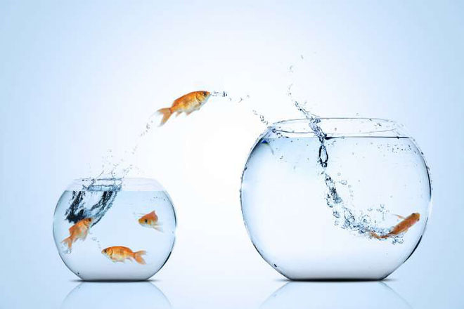 Những sự thật khó ai tin nổi về loài cá vàng