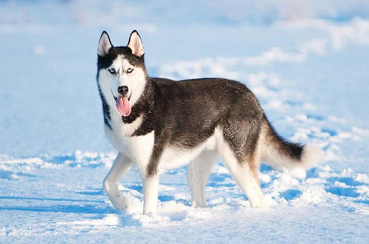 Những đặc điểm thú vị của giống chó Husky