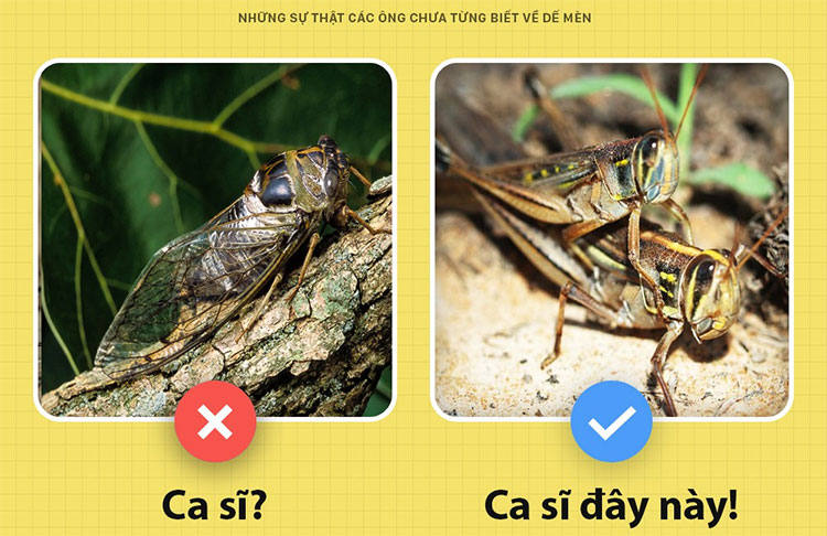 Những sự thật chưa từng biết đến về dế mèn