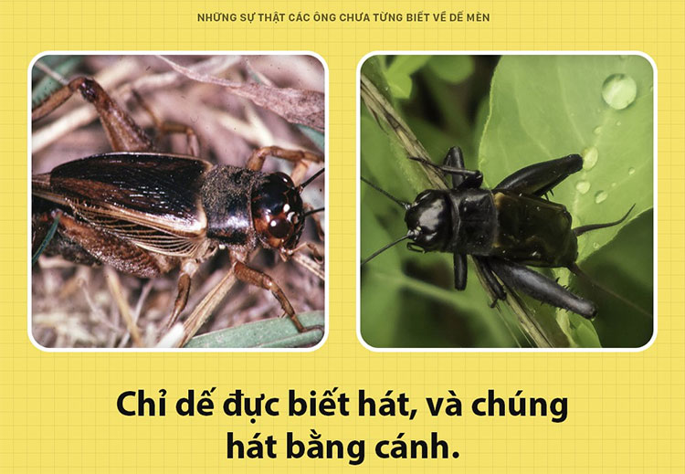 Những sự thật chưa từng biết đến về dế mèn
