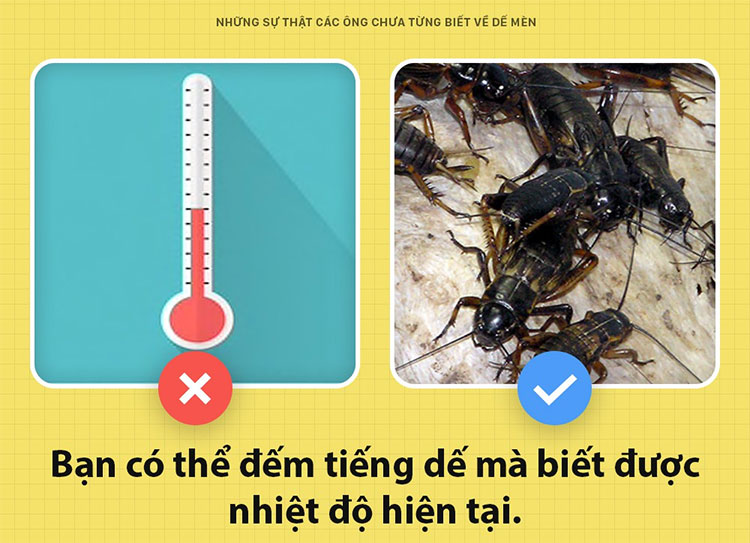 Những sự thật chưa từng biết đến về dế mèn