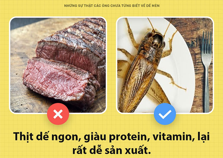 Những sự thật chưa từng biết đến về dế mèn
