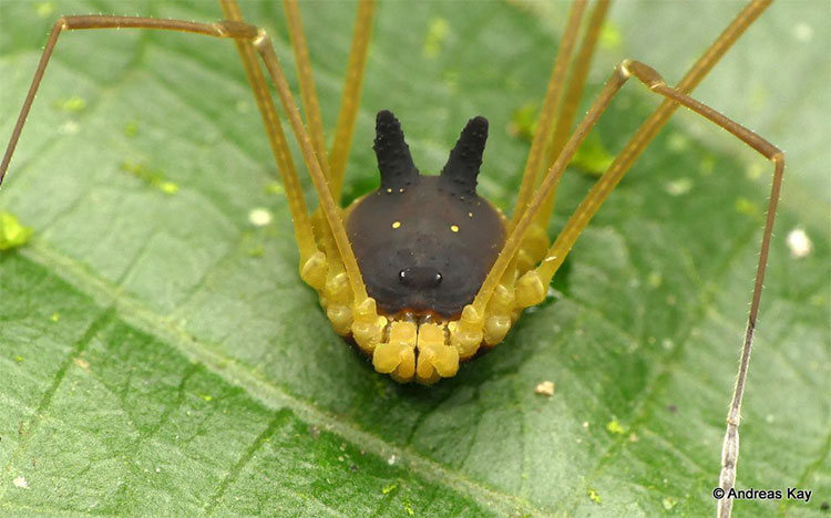 Sự thật về loài nhện sừng dễ thương nhất quả đất!