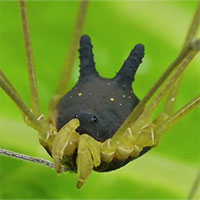 Sự thật về con nhện mọc sừng dễ thương nhất quả đất!