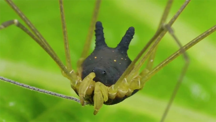 Sự thật về loài nhện sừng dễ thương nhất quả đất!